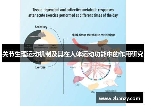 关节生理运动机制及其在人体运动功能中的作用研究